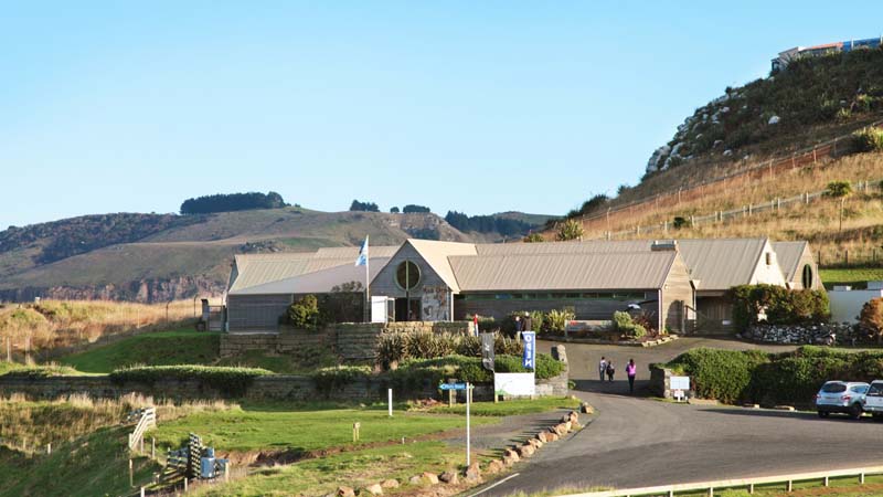 Come and see the world’s smallest penguin, the Little Blue Penguin, at Pilot’s Beach on the scenic Otago Peninsula.